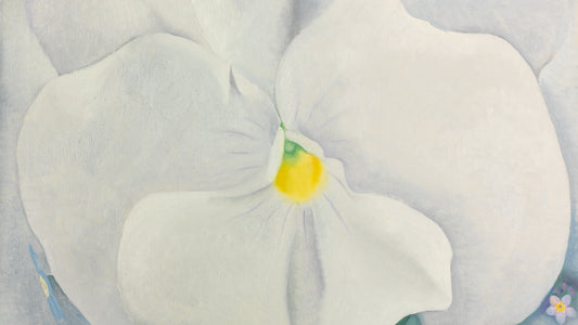 White Pansy, 1927